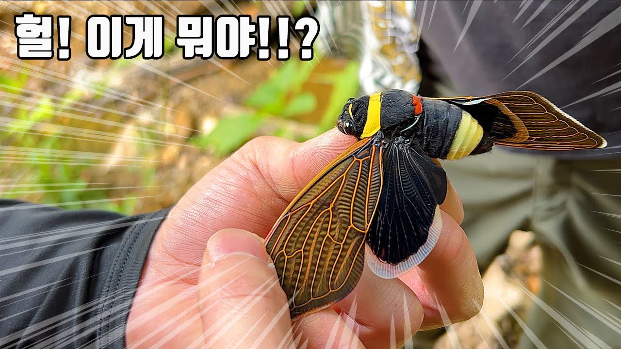 새인줄 알고 잡았는데.. 너무 크고 화려해서 무섭기까지한 매미를 발견했습니다 ㄷㄷ
