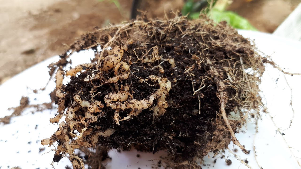 Νηματωδεις: το προβλημα και η λυση του στο θερμοκηπιο