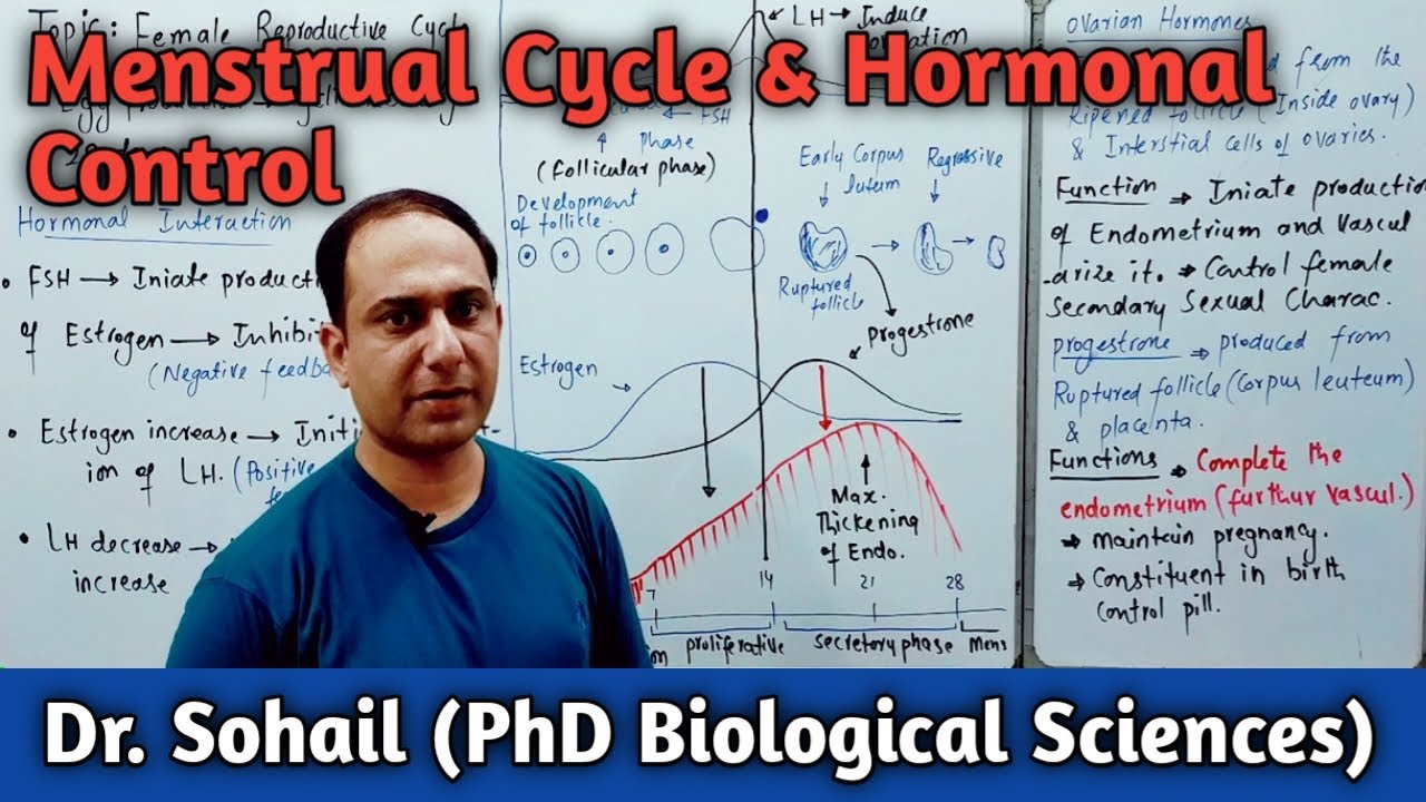 Menstrual Cycle | Female Reproductive Cycle | Hormonal control | 12th Biology | MDCAT Biology