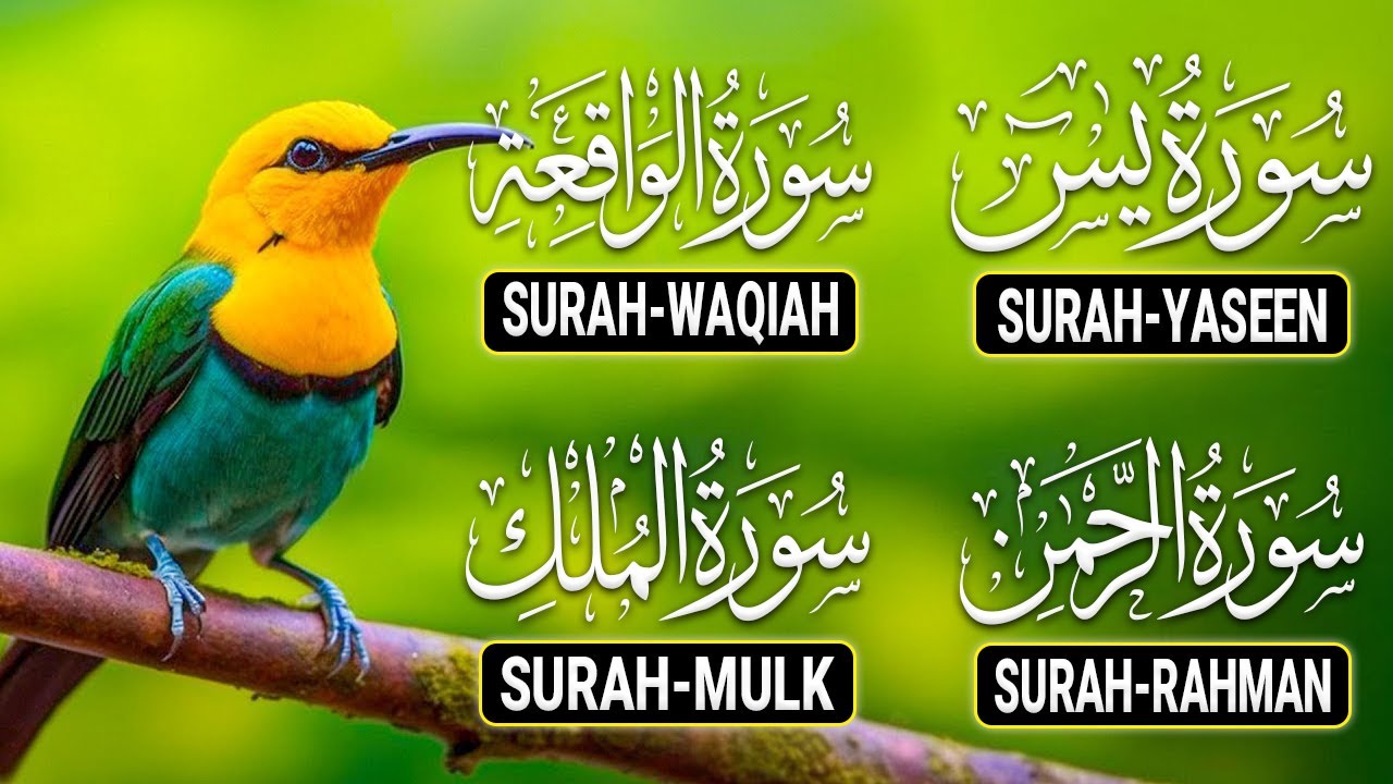 The Best Recitation Surah Yaseen Yasin Surah Rahman Surah Waqiah Surah Mulk | By Alaa Aqel 03