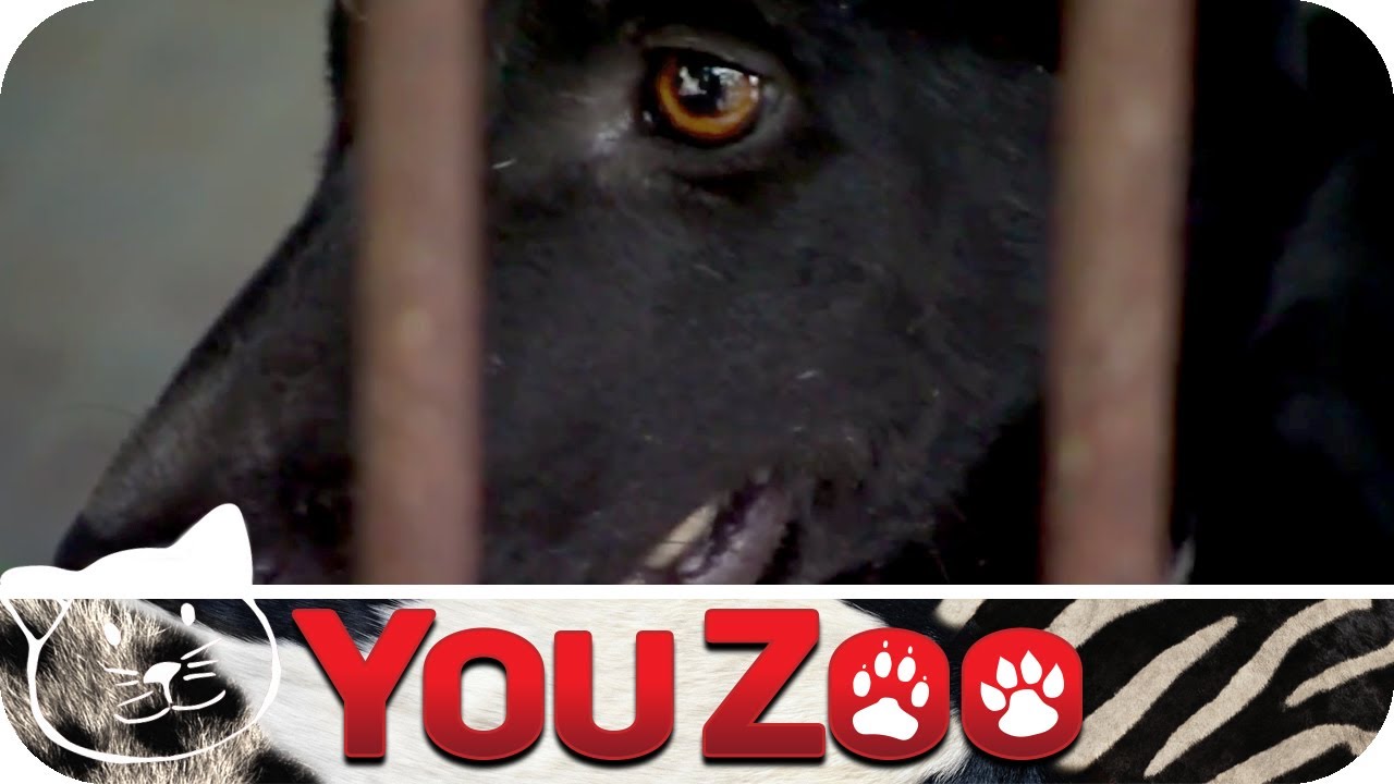 Tierrettung Thailand  │YouZoo