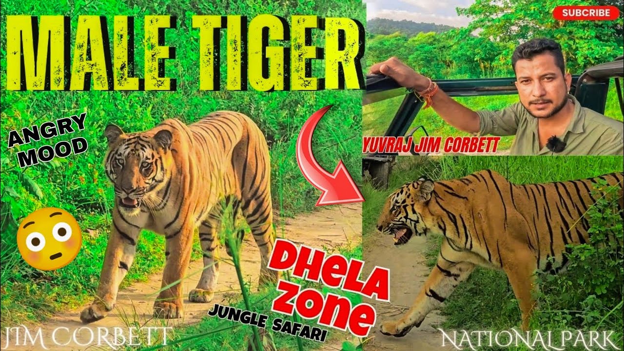 THREE TIME TIGER SIGHTING 😱 MAHOOL BANA DIYA AAJ DHELA ZONE MAIN 🤩 #yuvrajjimcorbett