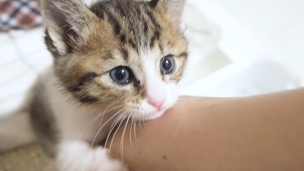 [Защитный кот] Котенок обнимает хозяина за руку