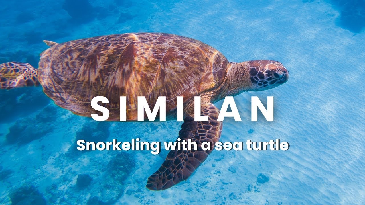 Snorkling with a Green Sea Turtle at Similan Islands, Thailand