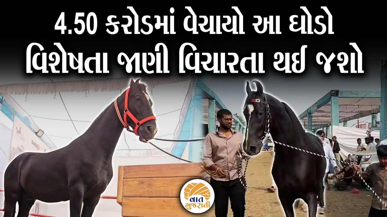સૌથી કિંમતી ઘોડો ત્રીસ તોલા સોનાની કિંમતે વેચાયો  | Most Expensive Horse | Vaat Gujarati