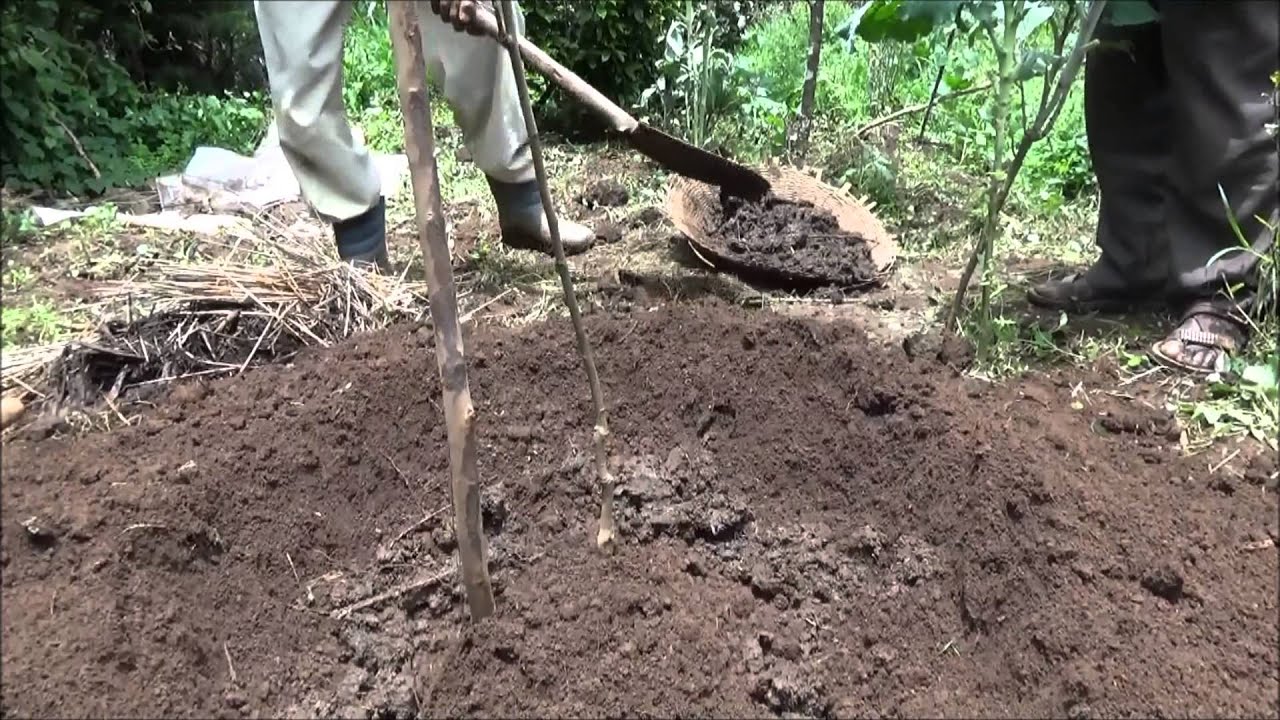 ለፖም ተክል የሚደረግ ክብካቤ ተሞክሮ-Management of Apple Plant