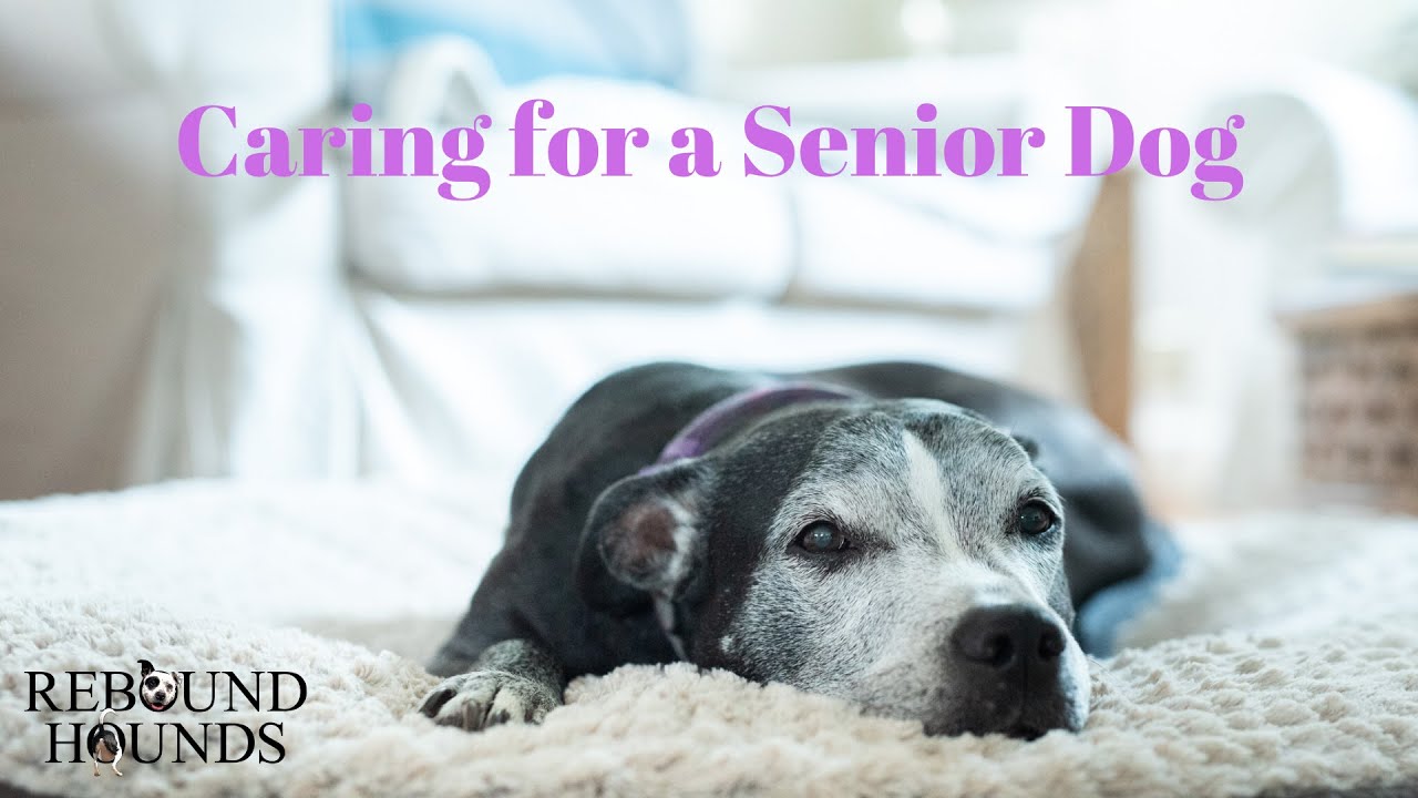 Caring for a Senior Dog