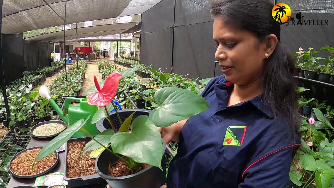 ඇන්තූරියම් රහස්, නිවැරදිව ඇන්තුරියම් වවමු - How to grow Anthurium