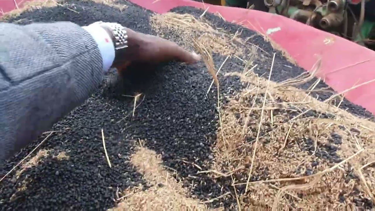 Boma Rhodes seeds Planting/ sowing/ pasture establishment. How to plant grass 0700 007552