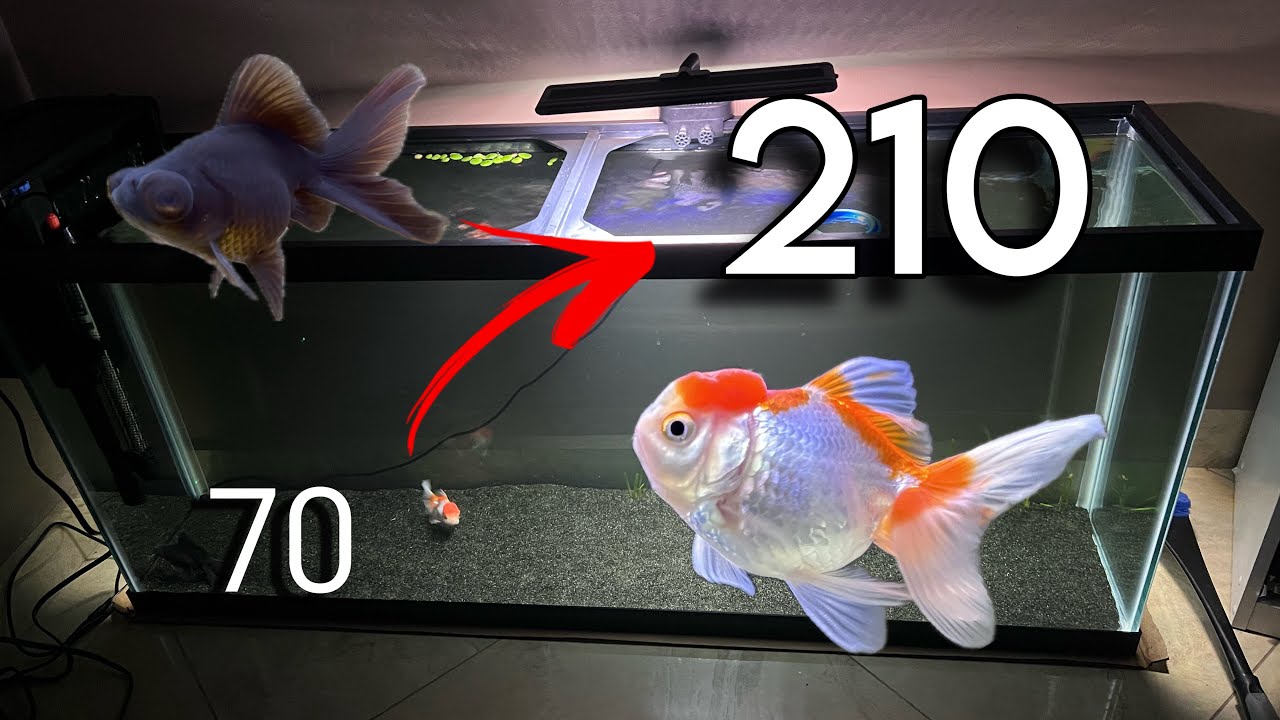 😱 Cambie mis Goldfish a 200 litros 😱 | No saben lo que pasó 🙀
