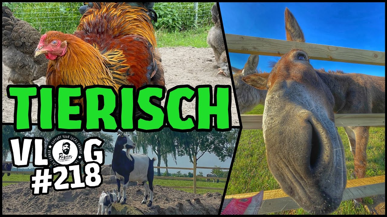 vLog218: TIERISCH was los!