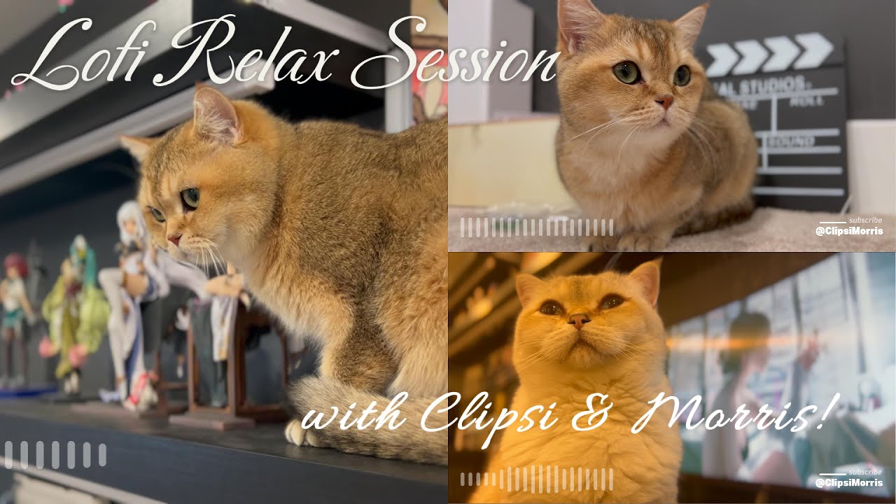 Lo-Fi Chill Beats with Cats 🐾 Clipsi & Morris | Relaxing Study & Sleep Music