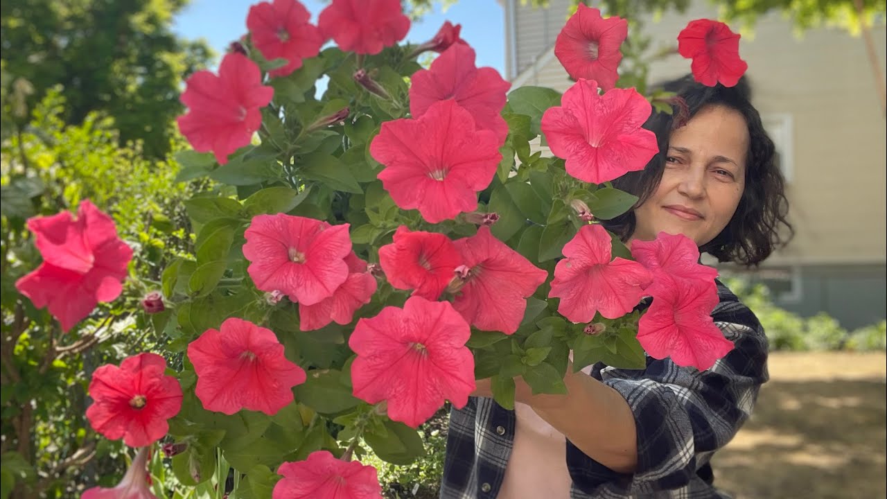 Plantando Petunia das Sementes!!🌱🌸☀️