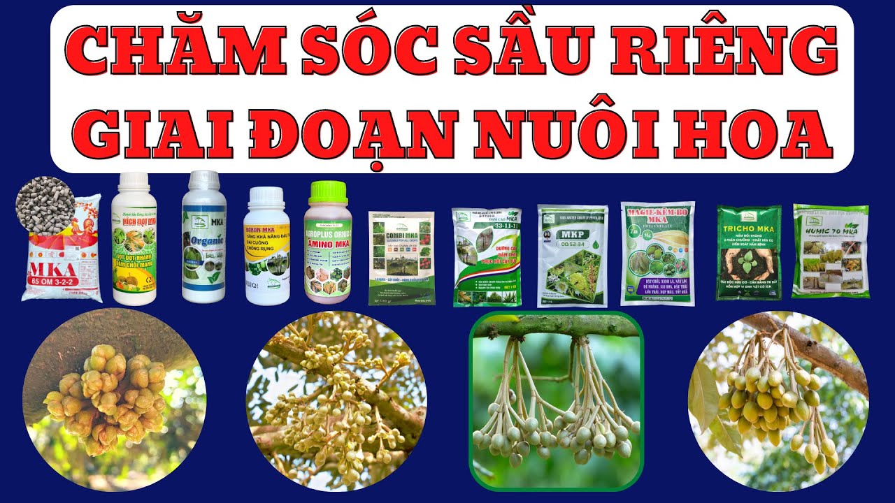 Kỹ thuật chăm sóc sầu riêng giai đoạn nuôi bông | Dinh dưỡng bón gốc và bộ dinh dưỡng qua lá