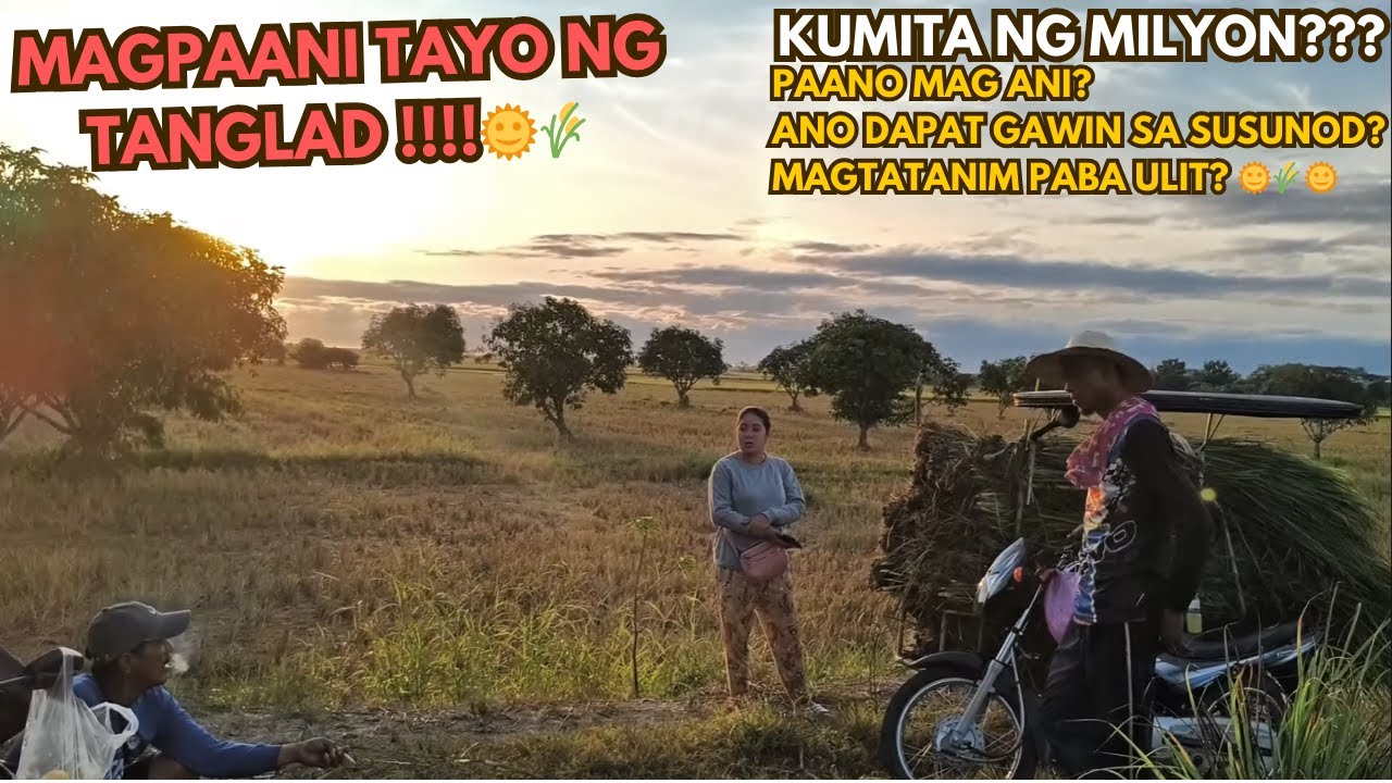 TANGLAD Harvest!!! Kumita ba tayo ng Milyon??? Magtatanim pa ba ulit kame? Watch till the end 😁🙏☺️