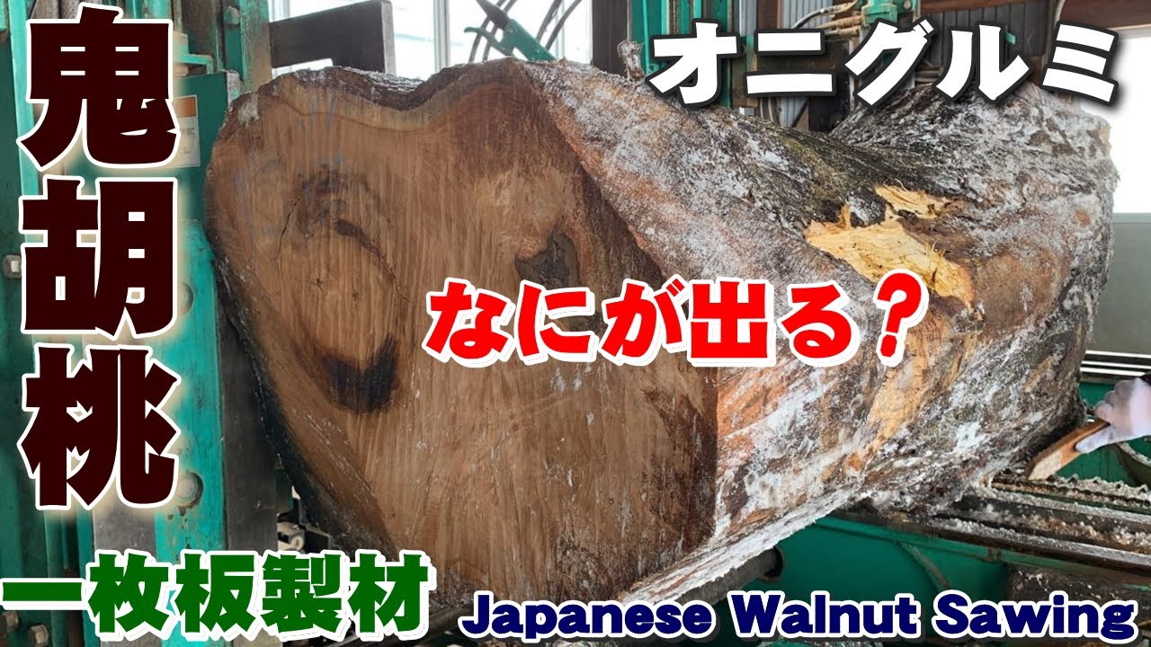【イイ色出たけど、その後が・・・・】オニグルミ原木から一枚板を製材実演【木の店さんもく】Japanese Walnut Sawing