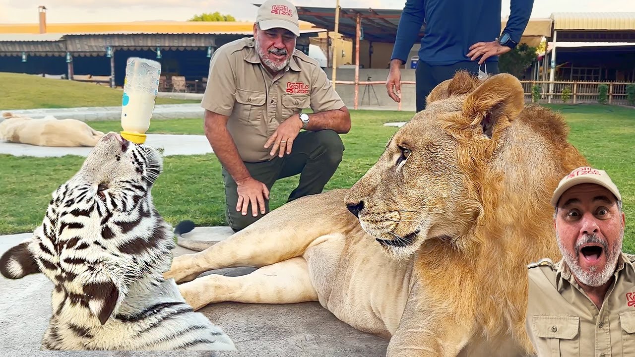 World's Largest Cat's😳