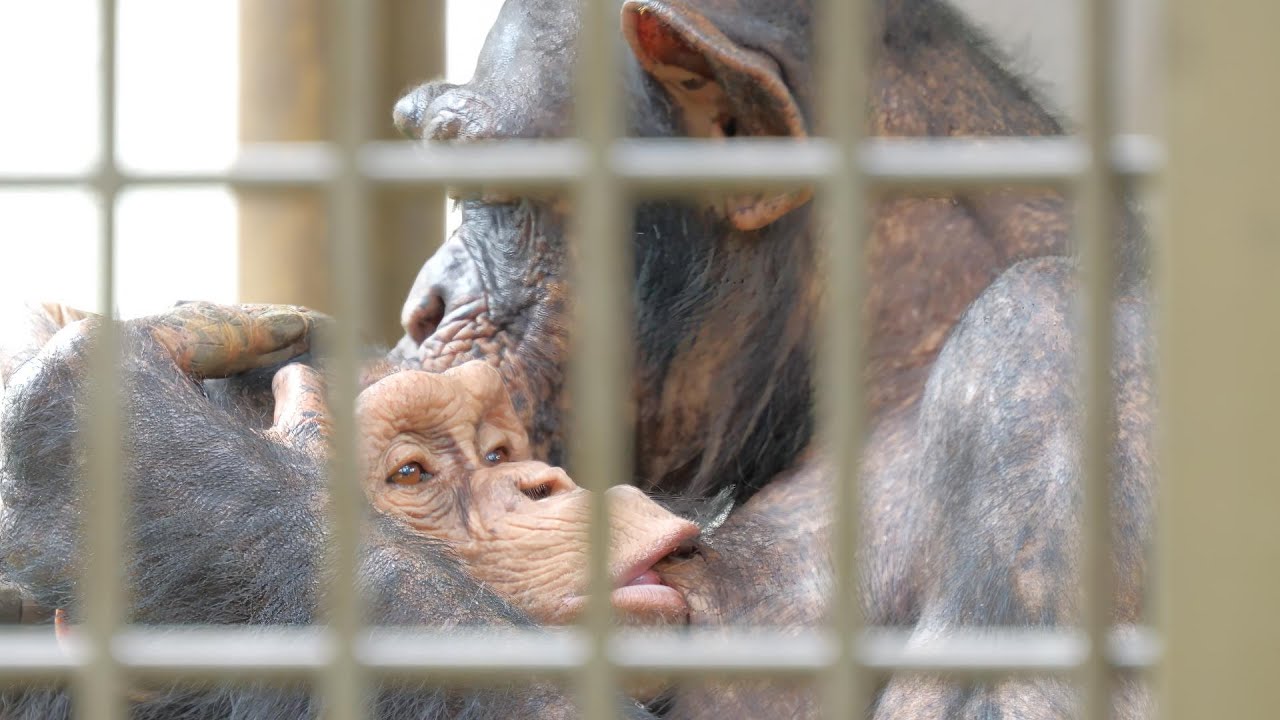 ピナちゃんの命が危ない！！（Pina-chan had the threat of death.）　おびひろ動物園　チンパンジー　202306