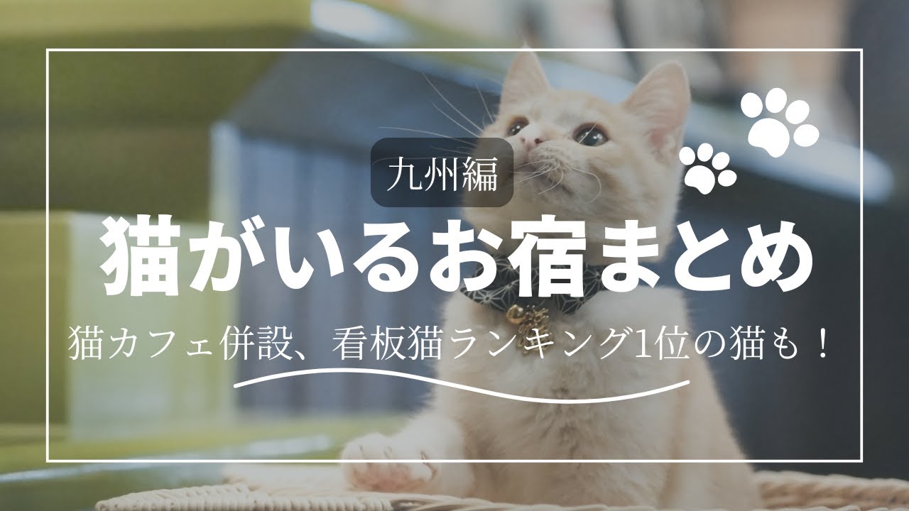 【猫がいる九州のお宿まとめ】看板猫、お部屋に猫が来るかも！？モフりたい人必見（おひとり様OKな宿もあり）　＃猫　#宿泊