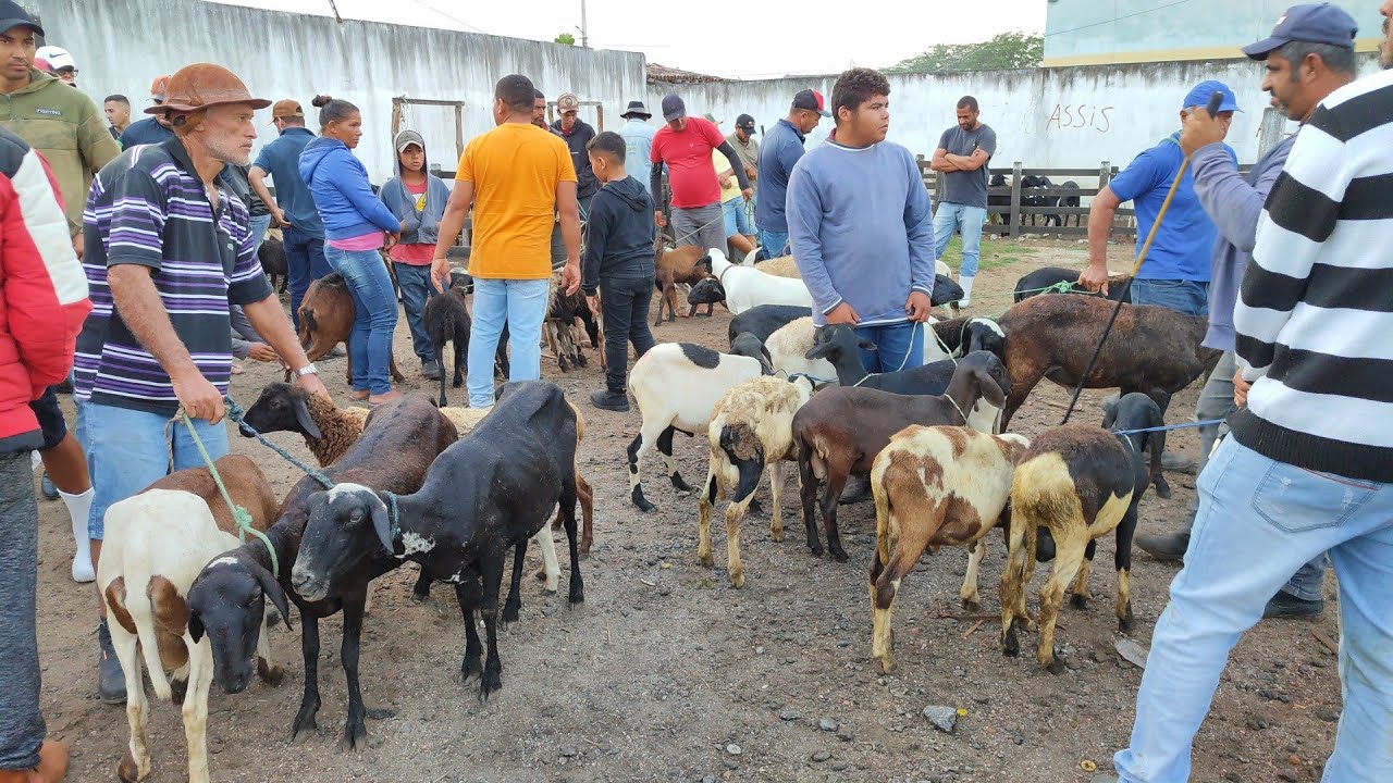 Feira do porco de Cachoeirinha-PE 05/03/2026