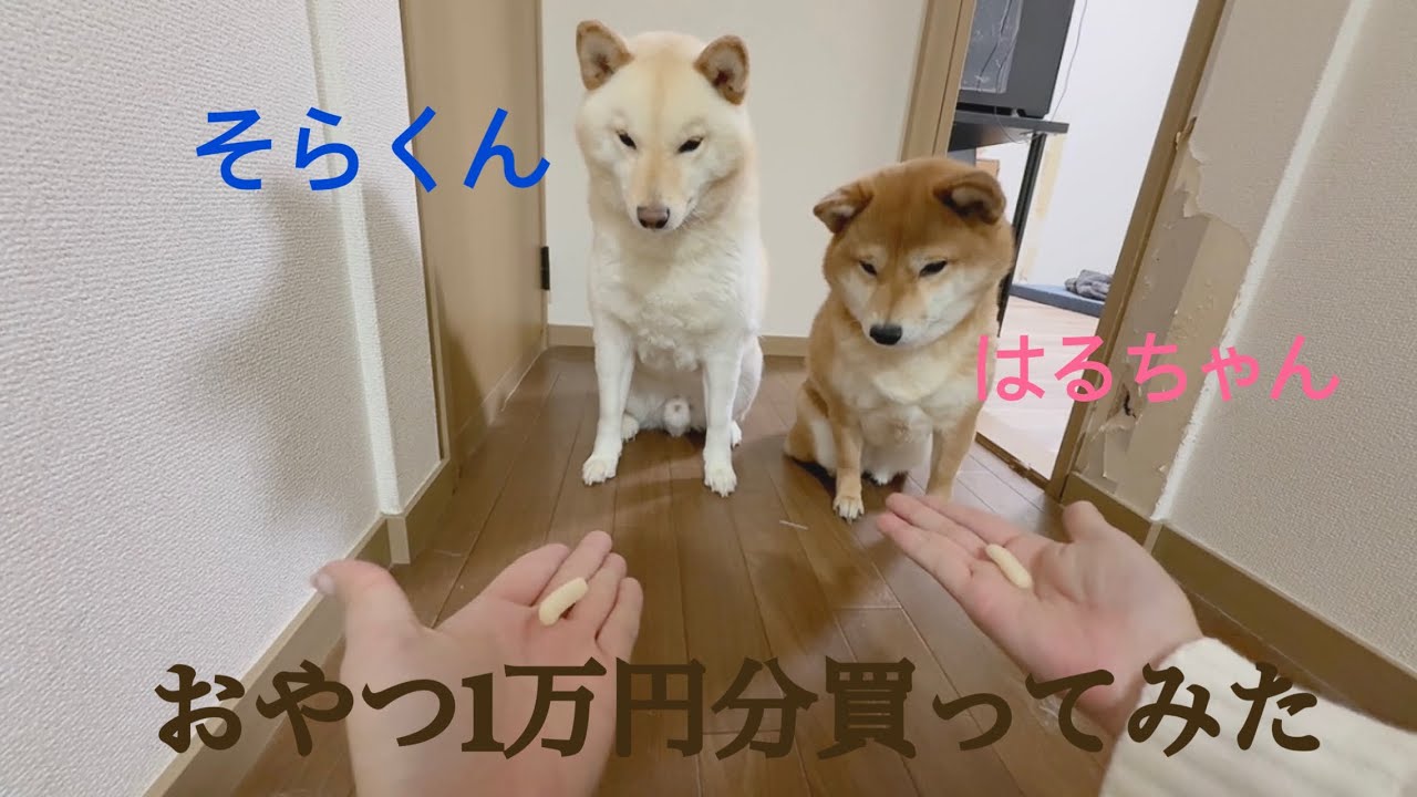 【柴犬】おやつ1万円分買ってみた！！