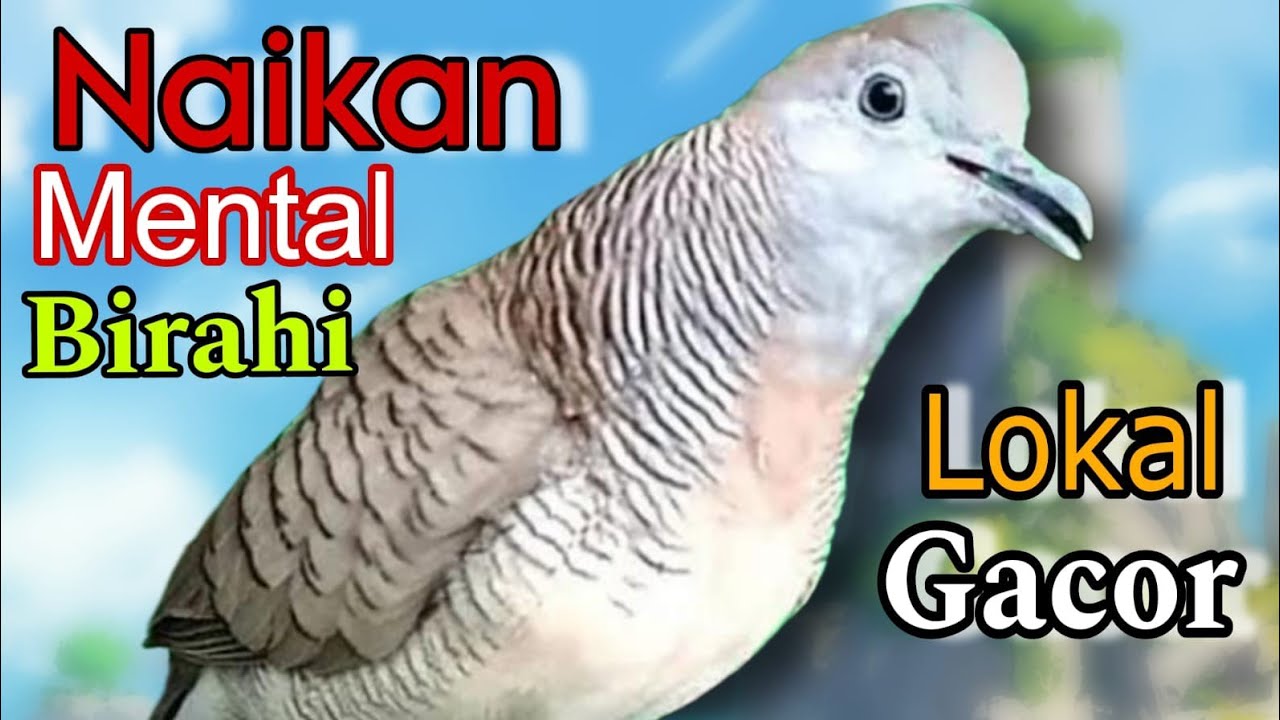 Perkutut lokal gacor RAJA PIKAT Ahlinya bikin semua perkutut BUNYI