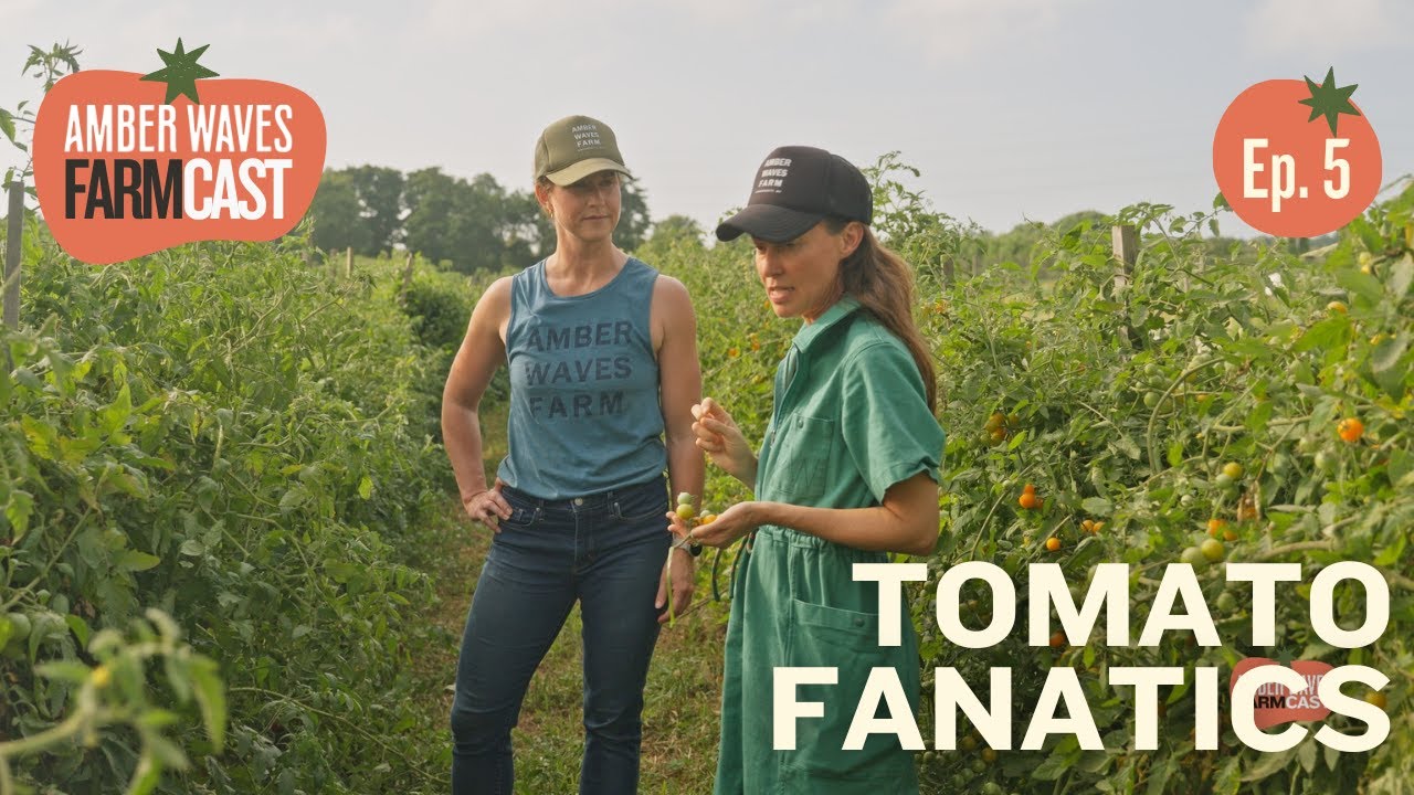 EP 05 Why We Grow 50 Types of Tomatoes