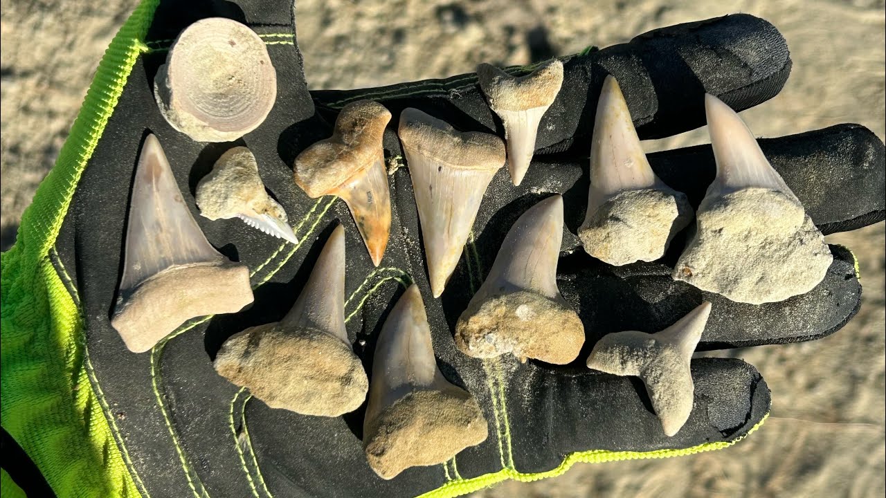 Finding amazing fossils at Sharktooth Hill!
