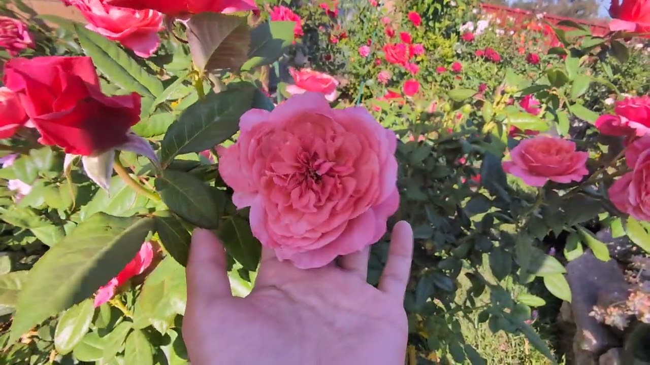 Macushla/ Uptown Girl Rose  
