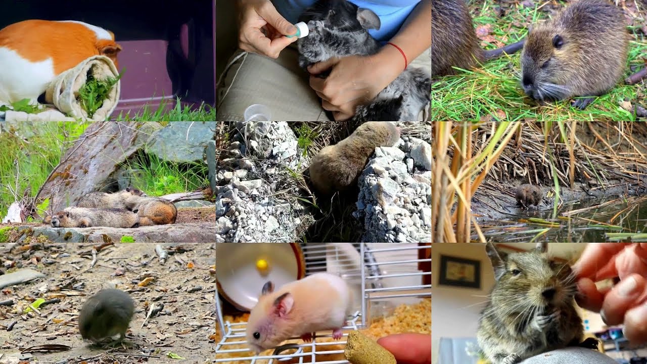 Грызуны на английском языке для детей с видео