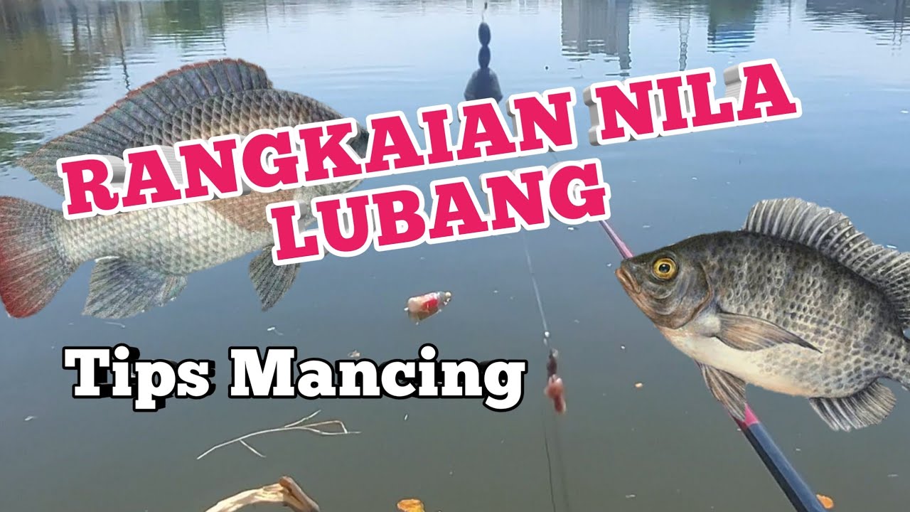 Rangkaian Nila Babon ‼️ Tips Mancing Nila Teknik Lubang