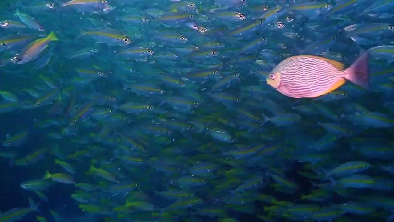 Diving in Paradise - Koh Tao – More than just diving & lots of fish