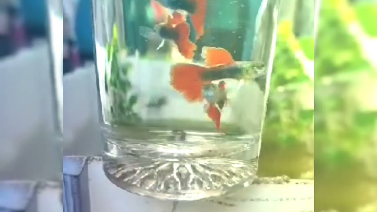 Most Cutest Gold Fish in Glass | Male Gold Fish | Golden Fish