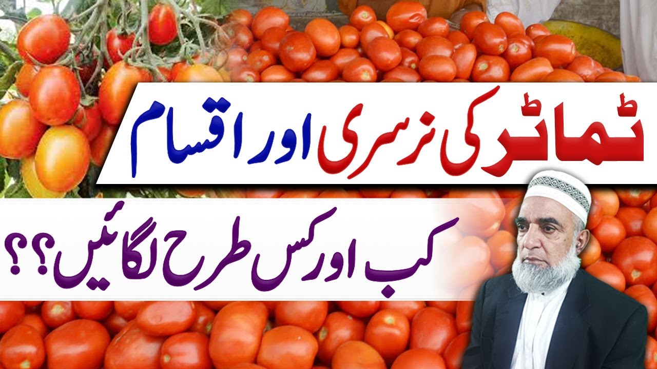 Tips for Variety selection and sowing time of Tomato in 2024 || Crop Reformer