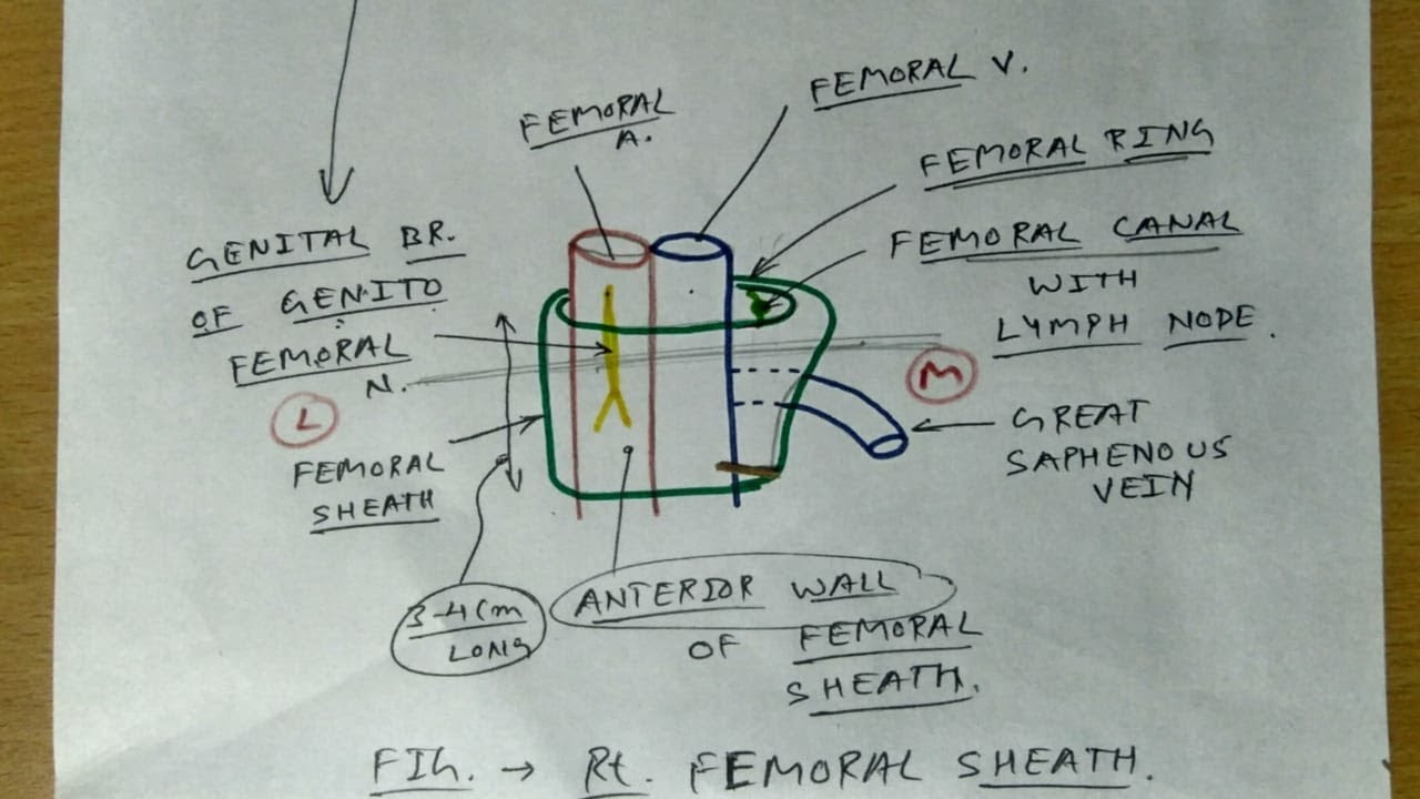 Femoral Triangle | Part 2 | Femoral Sheath, Canal, Ring Diagram | TCML