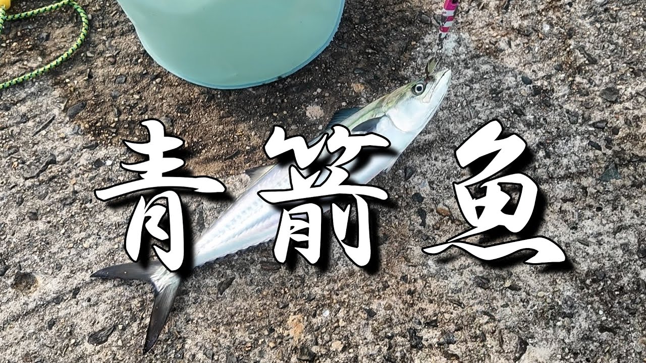 【サゴシ釣り】　本業はルアーマンです！【ライトショアジギング】