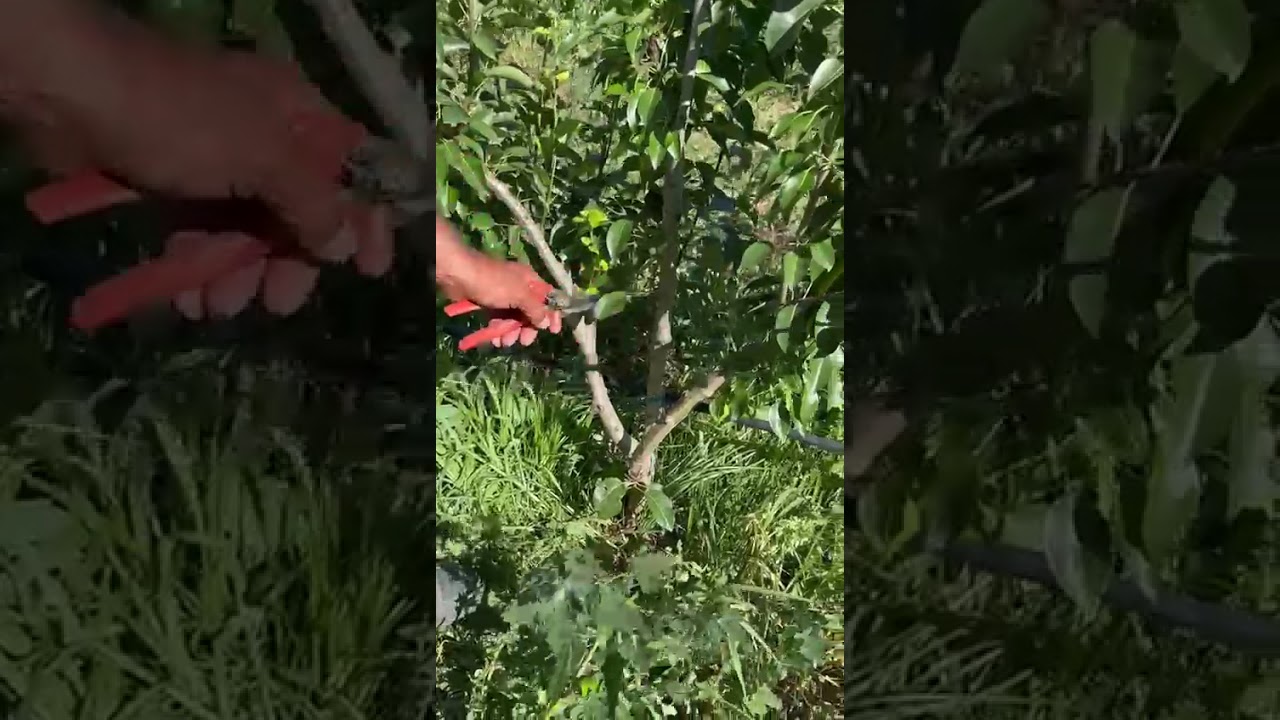 التقليم الأخضر في غراسة الإجاص المكثف