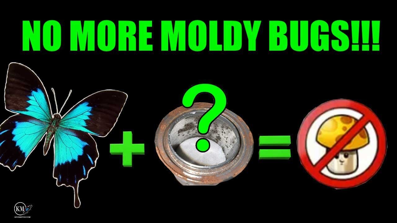 THIS PRODUCT WILL KEEP MOLD FROM DESTROYING YOUR BUTTERFLY SPECIMENS