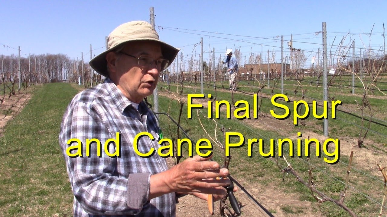 In the Vineyard with Al - Final Spur and Cane Pruning