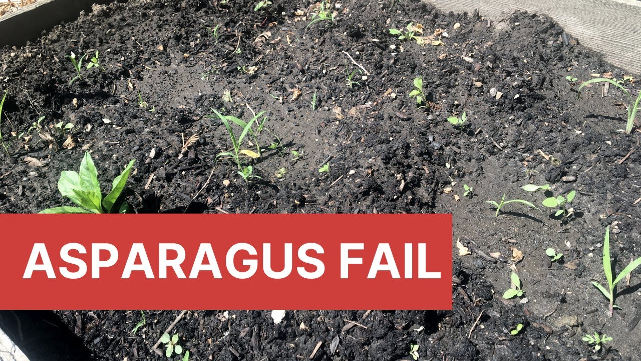 Asparagus Failure! - Week 6: Urban Gardening Vlog Season 9