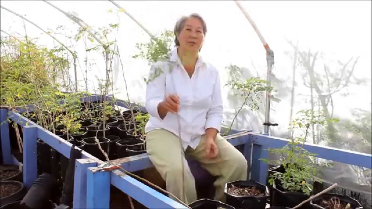 How to Prune your Moringa for More Leaf Production