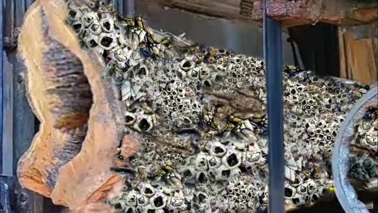 This Animal Almost Killed Him & Often Made The Sawmill Lose Money