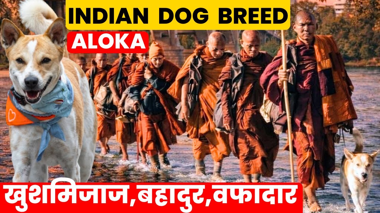 Indian  Dog  Breed  Aloka | Walk For peace ||