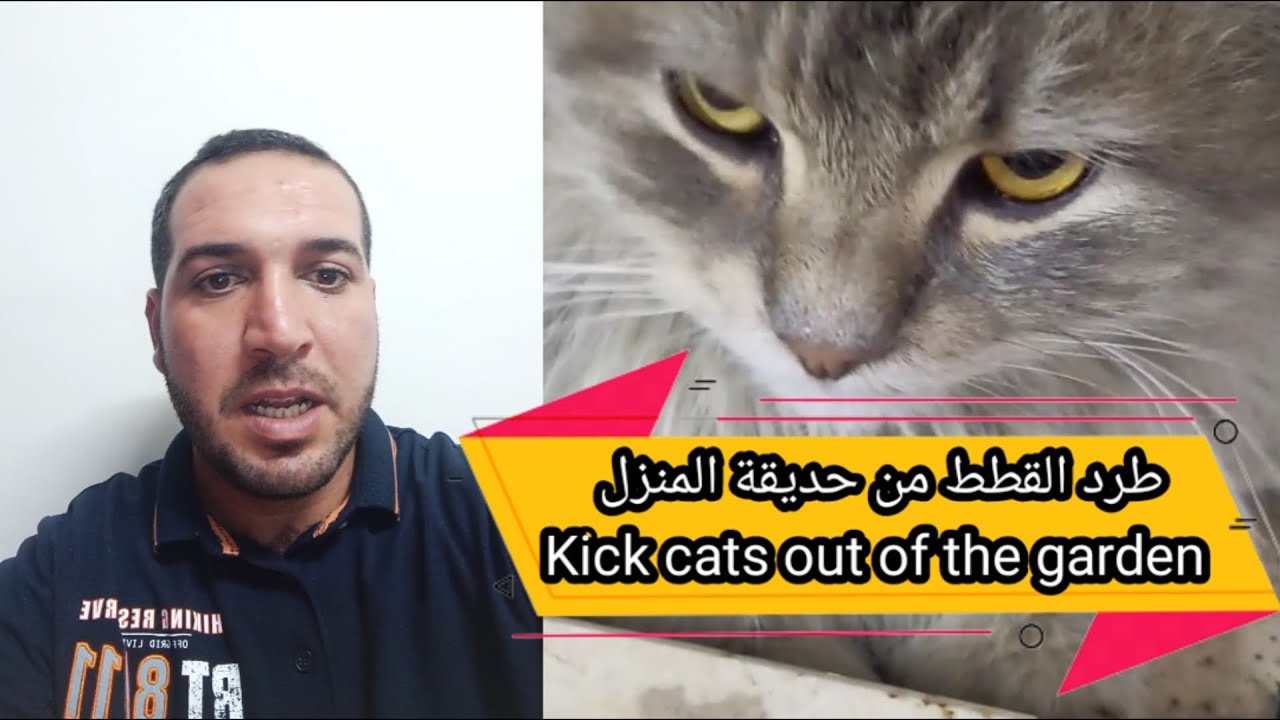 طرق سحرية وبدون اي تكلفة لطرد القطط من الحديقة المنزلية cat kicks