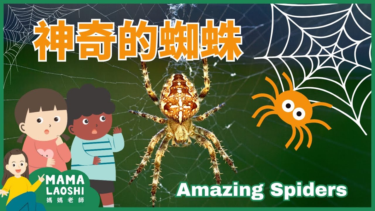All about Spiders for Kids in Chinese 認識蜘蛛 【动物】|   Animal Science for Kids in Chinese 幼兒動物科普短片