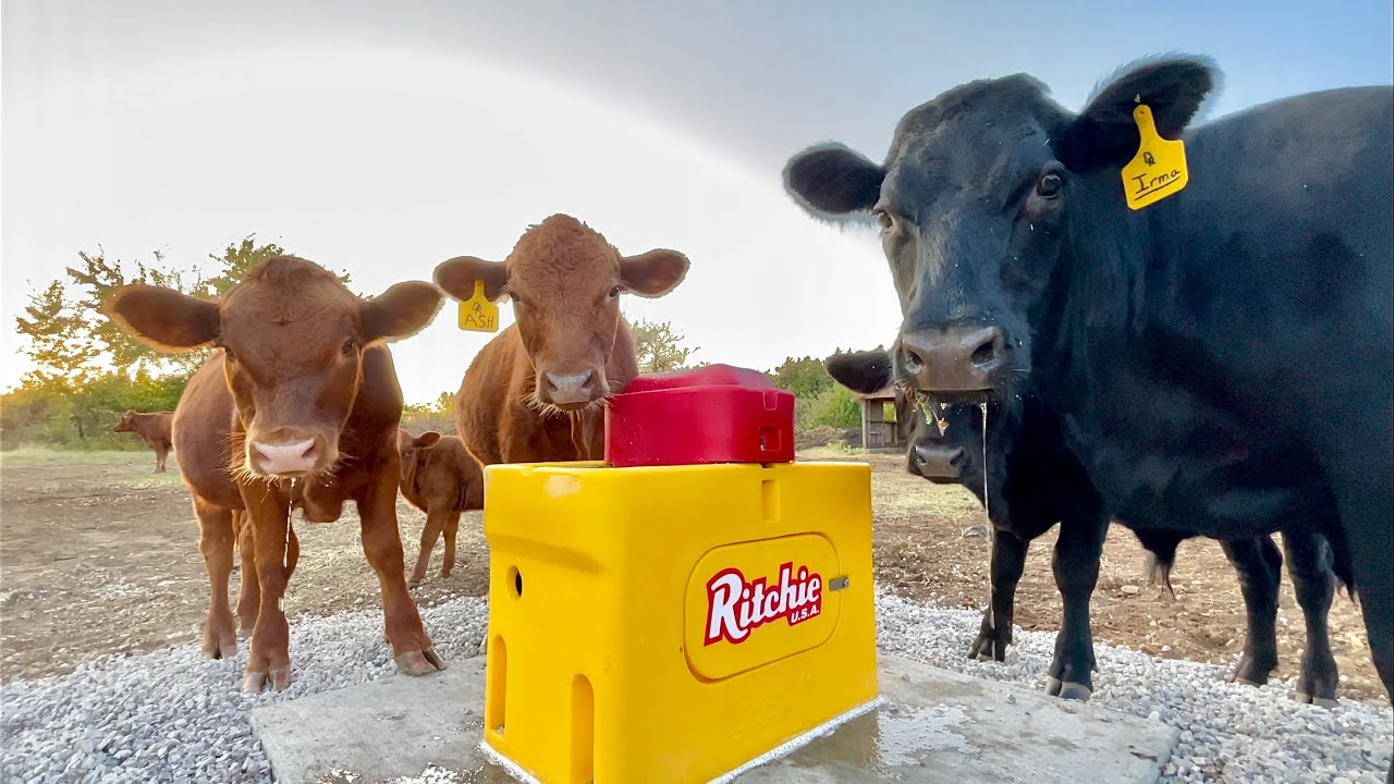 Ritchie Waterer Install DIY