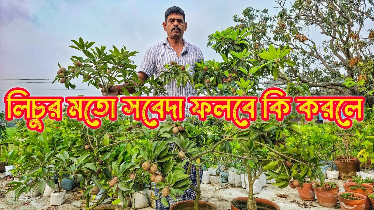 টবেতে প্রচুর সবেদা হবে কিকরে