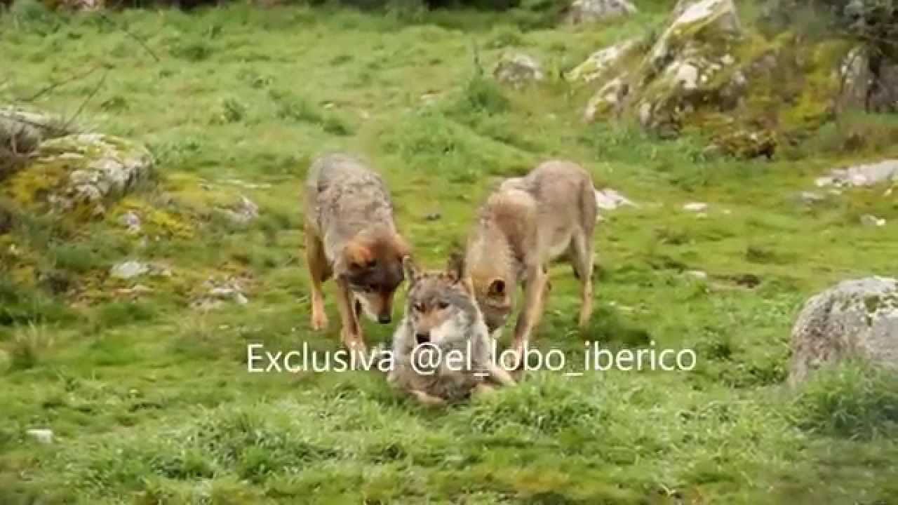 La importancia del macho alfa en una manada de lobos.