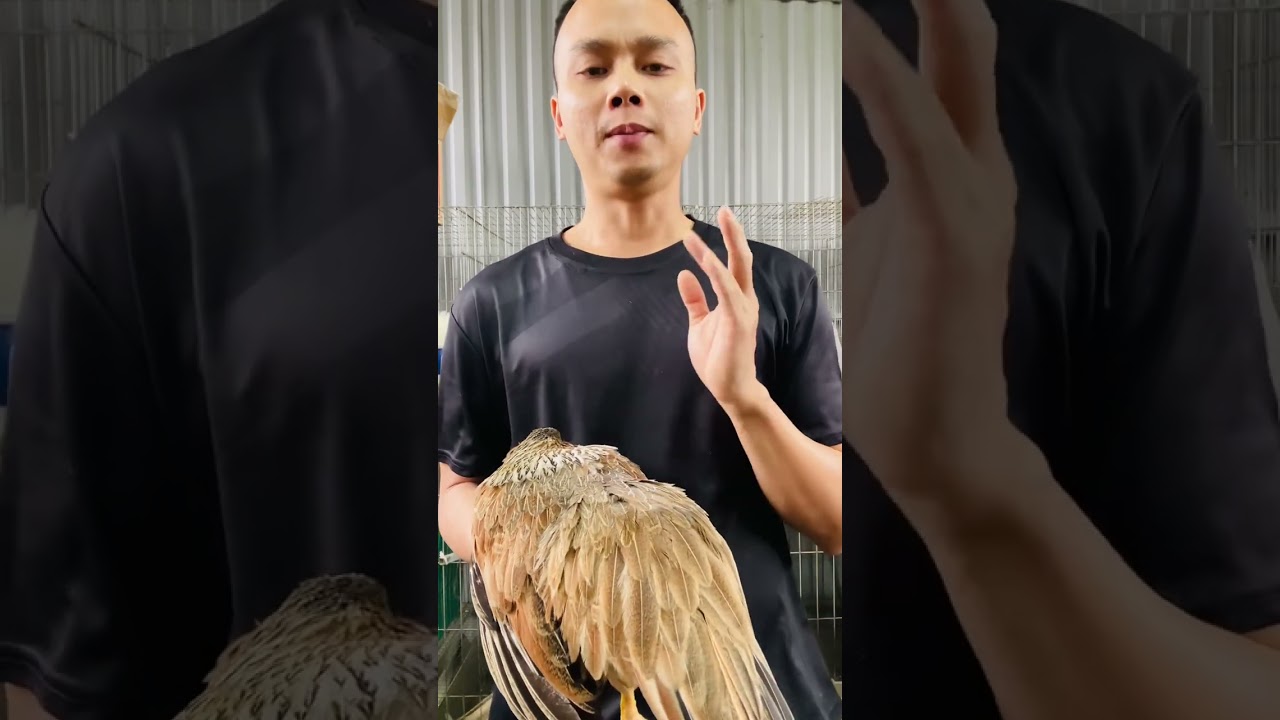 Hướng dẫn chọn lựa mái nọc.