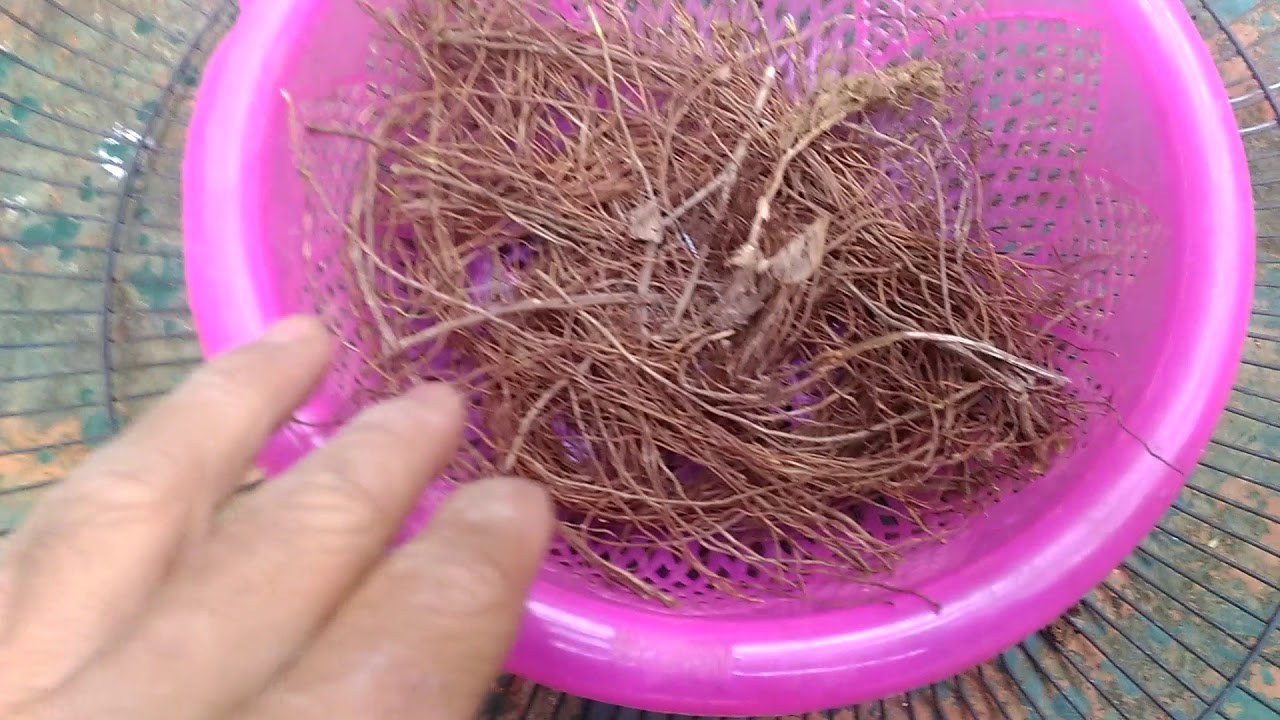 L&agrave;m ổ đẻ cho chim cu g&aacute;y sinh sản cơ sở b&aacute;n giống  c&aacute;c loại 01635305982